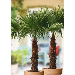 New Plantiflor Hanfpalme Trachycarpus fortunei im Topf Durchmesser 30 cm