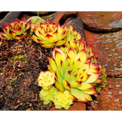 Clearance Plantiflor Hauswurz Topf-Ø 10,5 cm