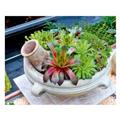 Hot Plantiflor Hauswurz Topf-Ø 9 cm 6er-Pack