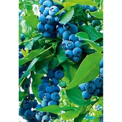 Hot Plantiflor Heidelbeere Goldtraube Topf- Durchmesser 19 cm