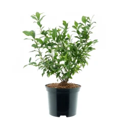 Hot Plantiflor Heidelbeere Goldtraube Topf- Durchmesser 19 cm