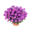 New Plantiflor Herbst-Aster Topf Durchmesser 11 cm
