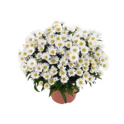 New Plantiflor Herbst-Aster Topf Durchmesser 11 cm