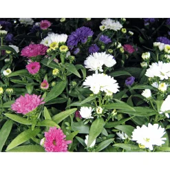 Hot Plantiflor Herbstaster Trio Topf Durchmesser 13 cm