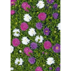 Hot Plantiflor Herbstaster Trio Topf Durchmesser 13 cm