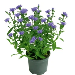 Hot Plantiflor Herbstaster Trio Topf Durchmesser 13 cm