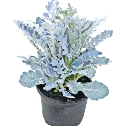 New Plantiflor Herbstpflanzen Silberner Herbst 6er-Pack