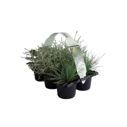 New Plantiflor Herbstpflanzen Silberner Herbst 6er-Pack