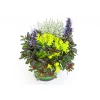 Plantiflor Herbstpflanzen-Trio TrioLino Topf Durchmesser 13 cm