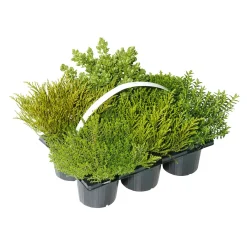 Best Plantiflor Herbsttray 6er-Pack Topf Durchmesser 9 cm