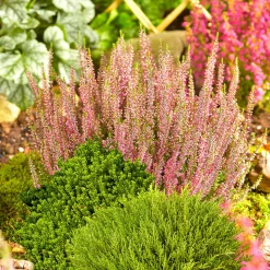 Best Plantiflor Herbsttray 6er-Pack Topf Durchmesser 9 cm