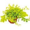 Best Plantiflor Herbstzauber verschiedene Sorten Topf Durchmesser 11 cm