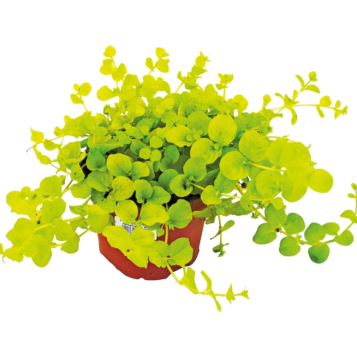 Best Plantiflor Herbstzauber verschiedene Sorten Topf Durchmesser 11 cm