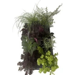 Best Plantiflor Herbstzauber verschiedene Sorten Topf Durchmesser 11 cm