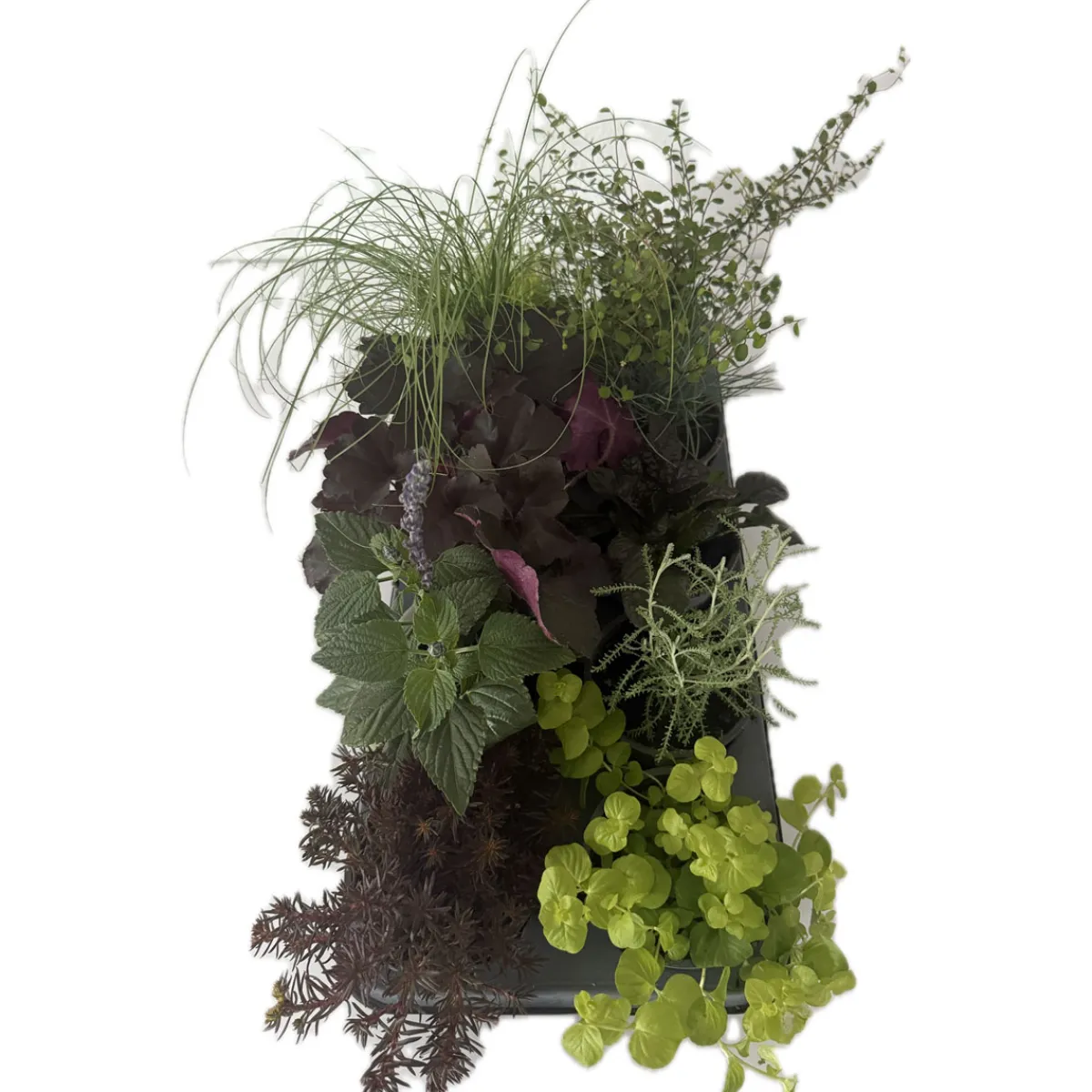 Best Plantiflor Herbstzauber verschiedene Sorten Topf Durchmesser 11 cm