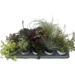 Best Plantiflor Herbstzauber verschiedene Sorten Topf Durchmesser 11 cm