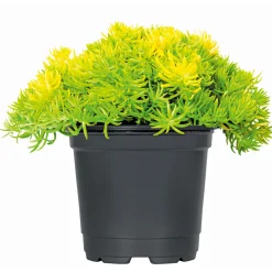 Best Plantiflor Herbstzauber verschiedene Sorten Topf Durchmesser 11 cm