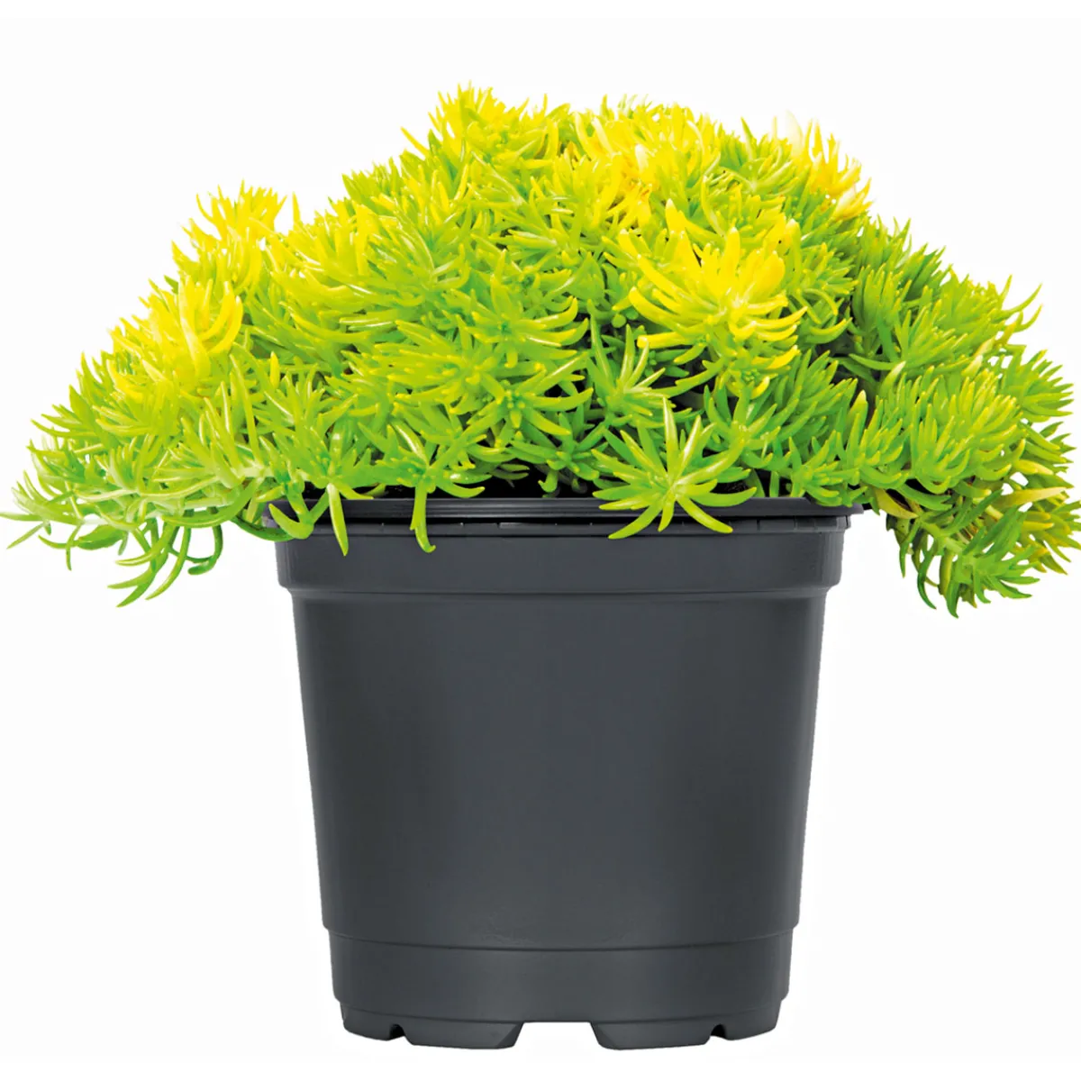 Best Plantiflor Herbstzauber verschiedene Sorten Topf Durchmesser 11 cm