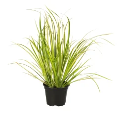 Best Plantiflor Herbstzauber verschiedene Sorten Topf Durchmesser 11 cm