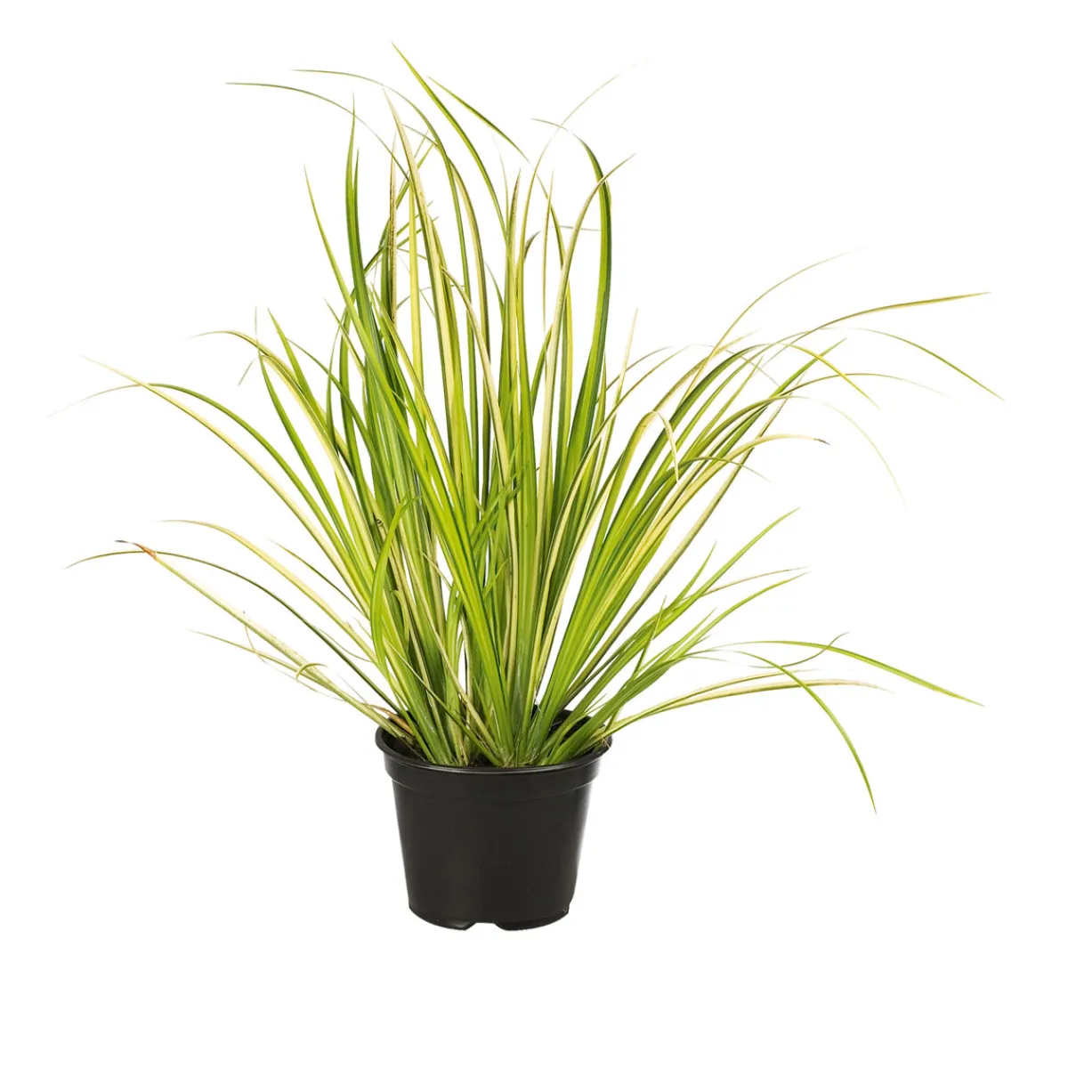 Best Plantiflor Herbstzauber verschiedene Sorten Topf Durchmesser 11 cm