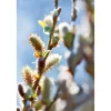 Online Plantiflor Hängekätzchenweide Topf Durchmesser 17 cm