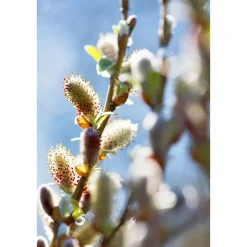 Online Plantiflor Hängekätzchenweide Topf Durchmesser 17 cm