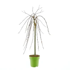 Online Plantiflor Hängekätzchenweide Topf Durchmesser 17 cm