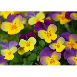 Clearance Plantiflor Hornveilchen Topf Durchmesser 9 cm