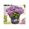 Discount Plantiflor Hortensie Music Collection Topf Durchmesser 23 cm