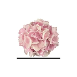 Discount Plantiflor Hortensie Music Collection Topf Durchmesser 23 cm