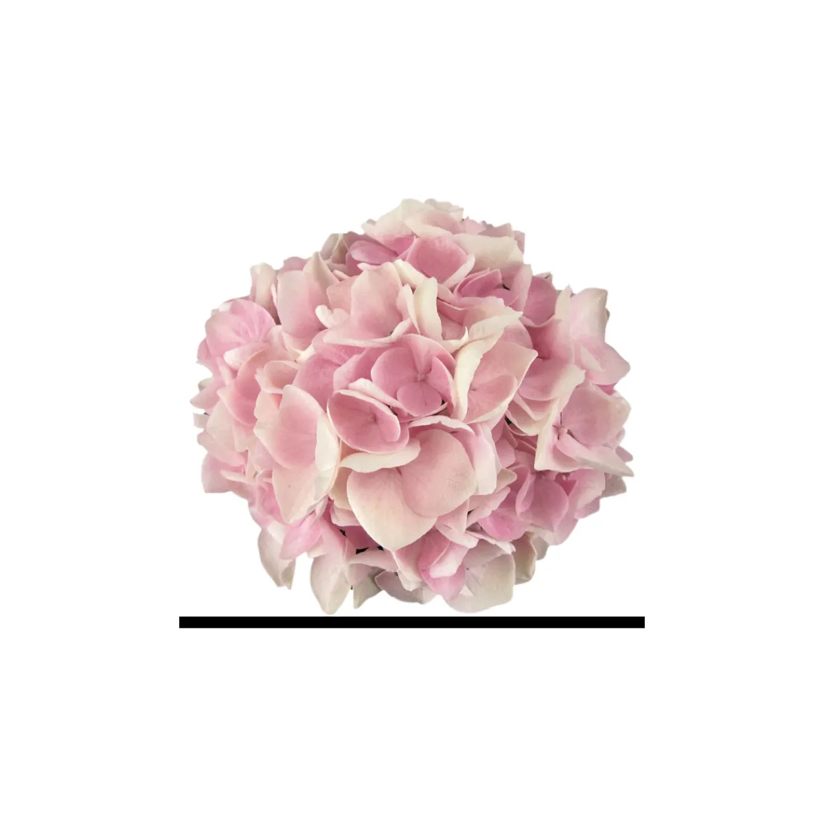 Discount Plantiflor Hortensie Music Collection Topf Durchmesser 23 cm