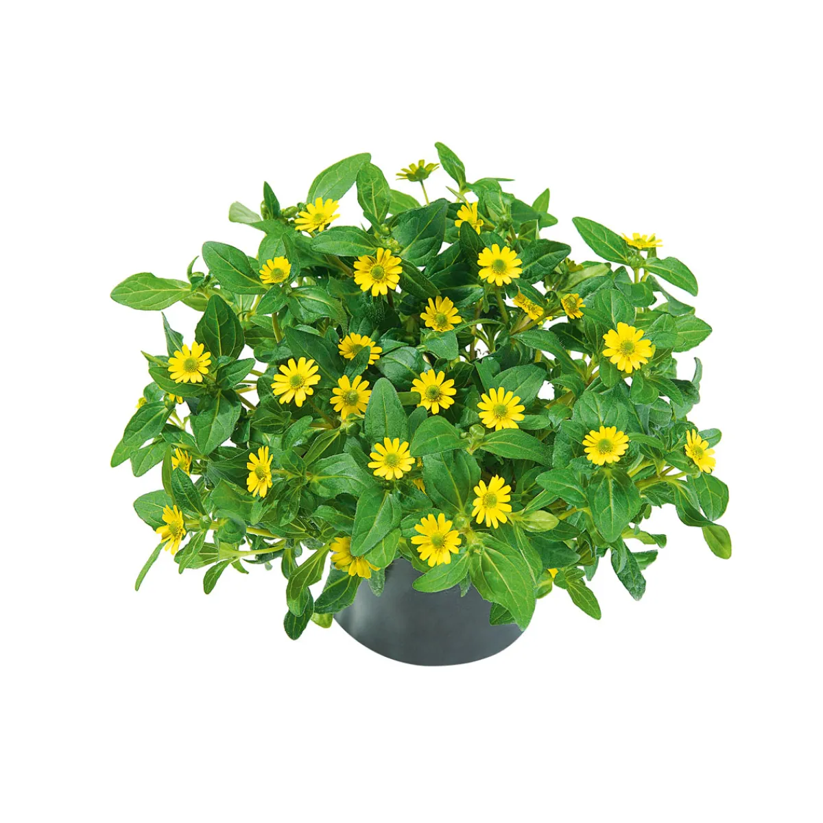 Best Plantiflor Husarenknopf im Topf Durchmesser 10,5 cm