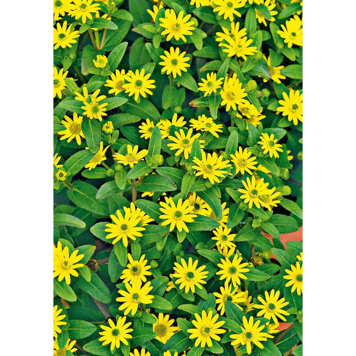 Best Plantiflor Husarenknopf im Topf Durchmesser 10,5 cm