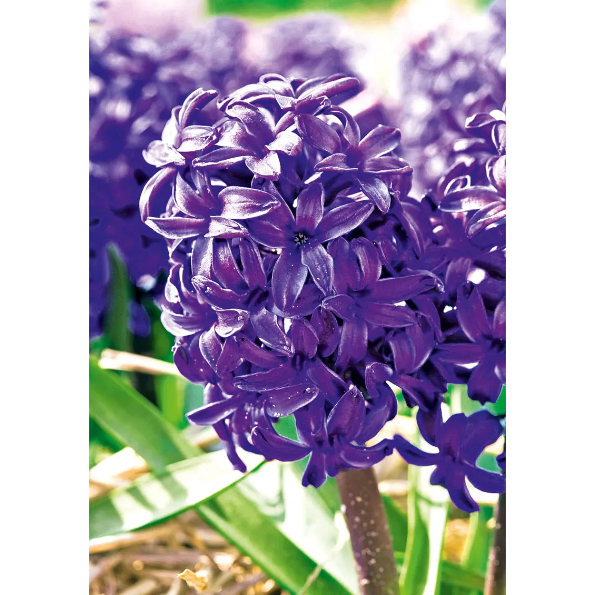 Plantiflor Hyanzinthe im Farbmix