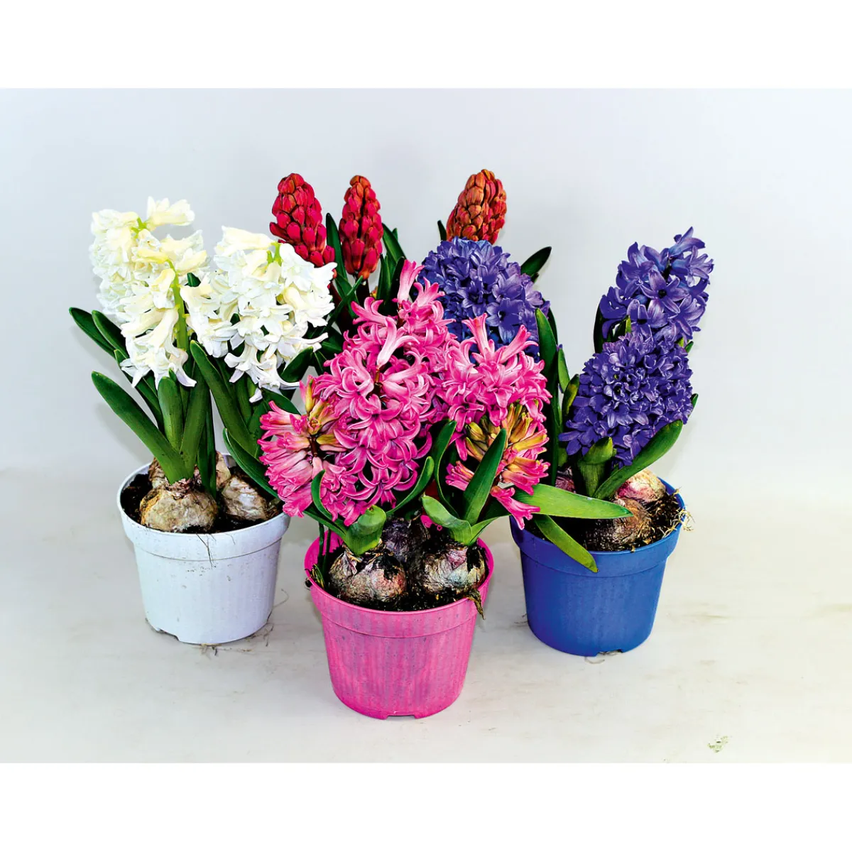 Plantiflor Hyanzinthe im Farbmix