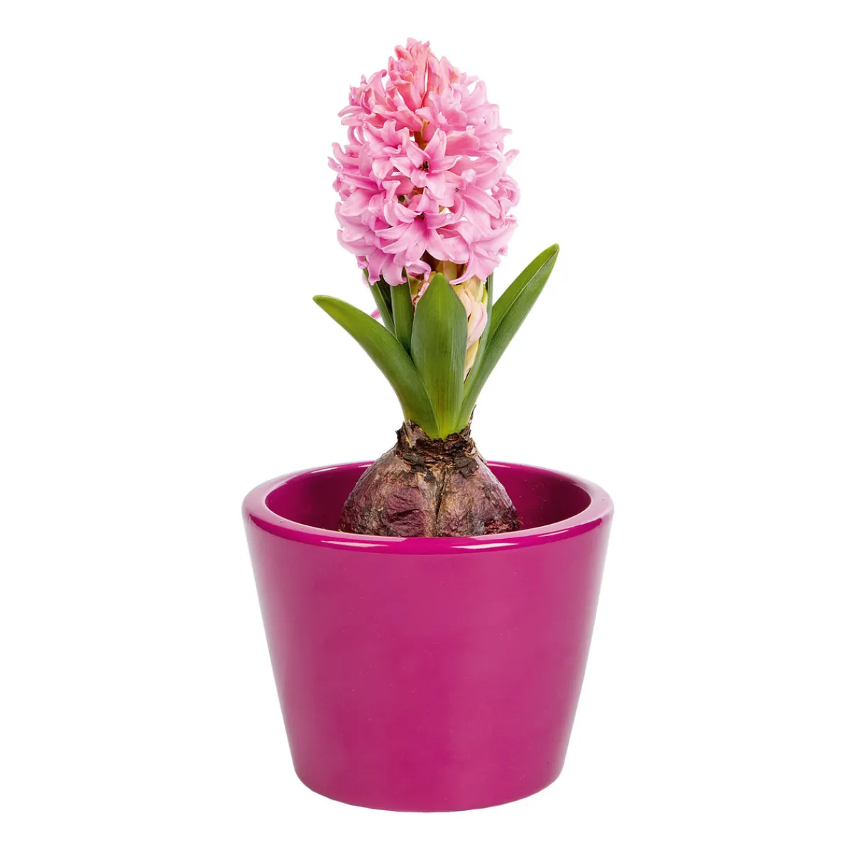 Plantiflor Hyanzinthe im Farbmix