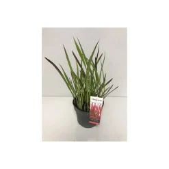 New Plantiflor Japanisches Blutgras Red Baron P14