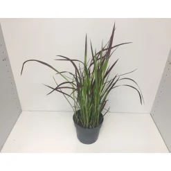 New Plantiflor Japanisches Blutgras Red Baron P14