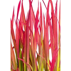 Sale Plantiflor Japanisches Blutgras Red Baron Topf Durchmesser 19 cm