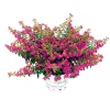 Discount Plantiflor Japanische Scheinmyrthe Flori Glory Topf 11 cm
