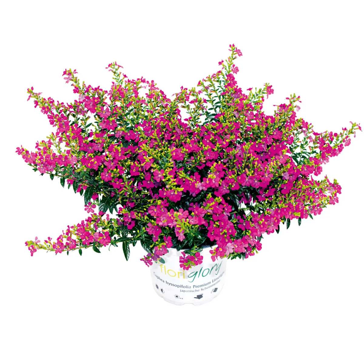 Discount Plantiflor Japanische Scheinmyrthe Flori Glory Topf 11 cm