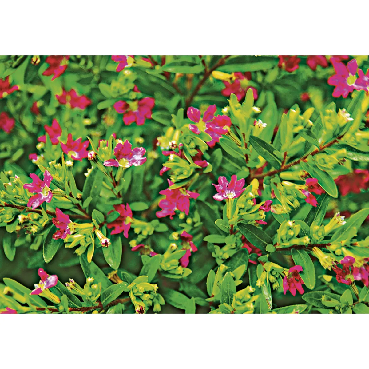 Discount Plantiflor Japanische Scheinmyrthe Flori Glory Topf 11 cm