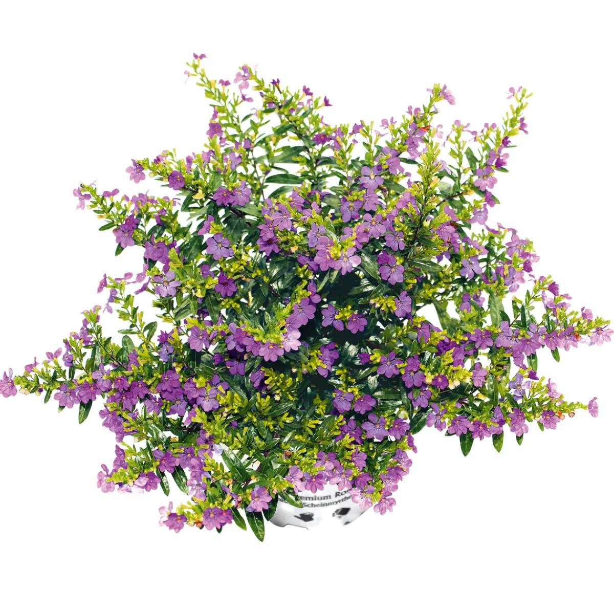 Discount Plantiflor Japanische Scheinmyrthe Flori Glory Topf 11 cm