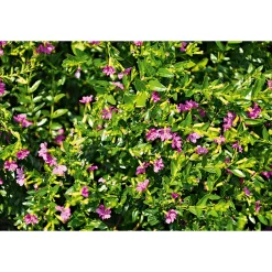 Discount Plantiflor Japanische Scheinmyrthe Flori Glory Topf 11 cm