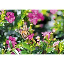 Discount Plantiflor Japanische Scheinmyrthe Flori Glory Topf 11 cm