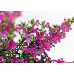 Discount Plantiflor Japanische Scheinmyrthe Flori Glory Topf 11 cm