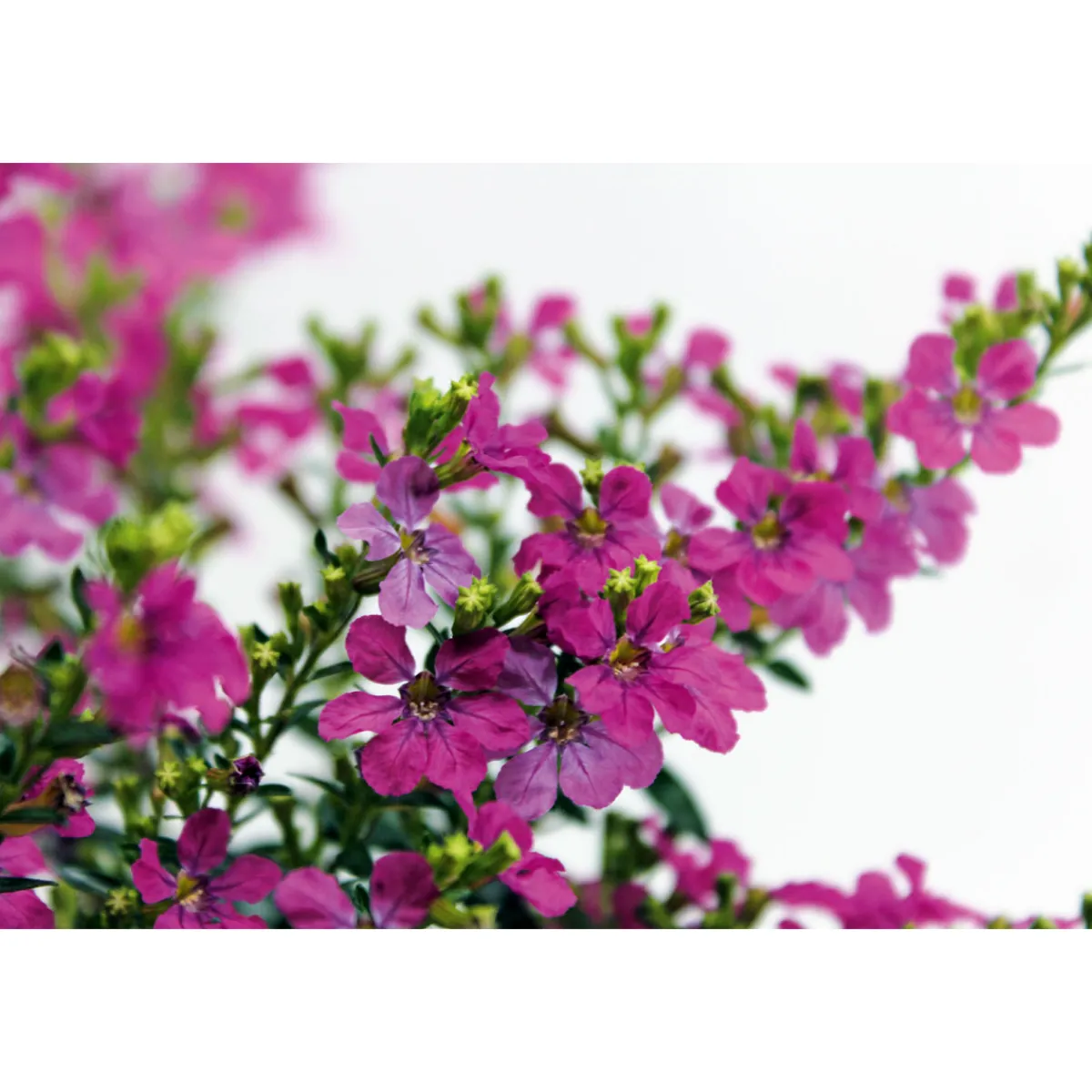 Discount Plantiflor Japanische Scheinmyrthe Flori Glory Topf 11 cm