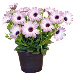 Discount Plantiflor Kapkörbchen verschiedene Farben im Topf Durchmesser 10,5 cm