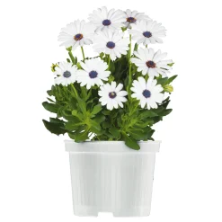 Discount Plantiflor Kapkörbchen verschiedene Farben im Topf Durchmesser 10,5 cm