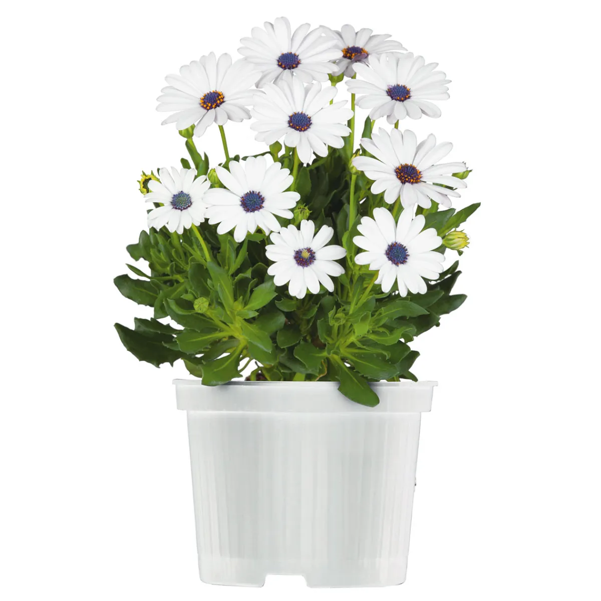 Discount Plantiflor Kapkörbchen verschiedene Farben im Topf Durchmesser 10,5 cm